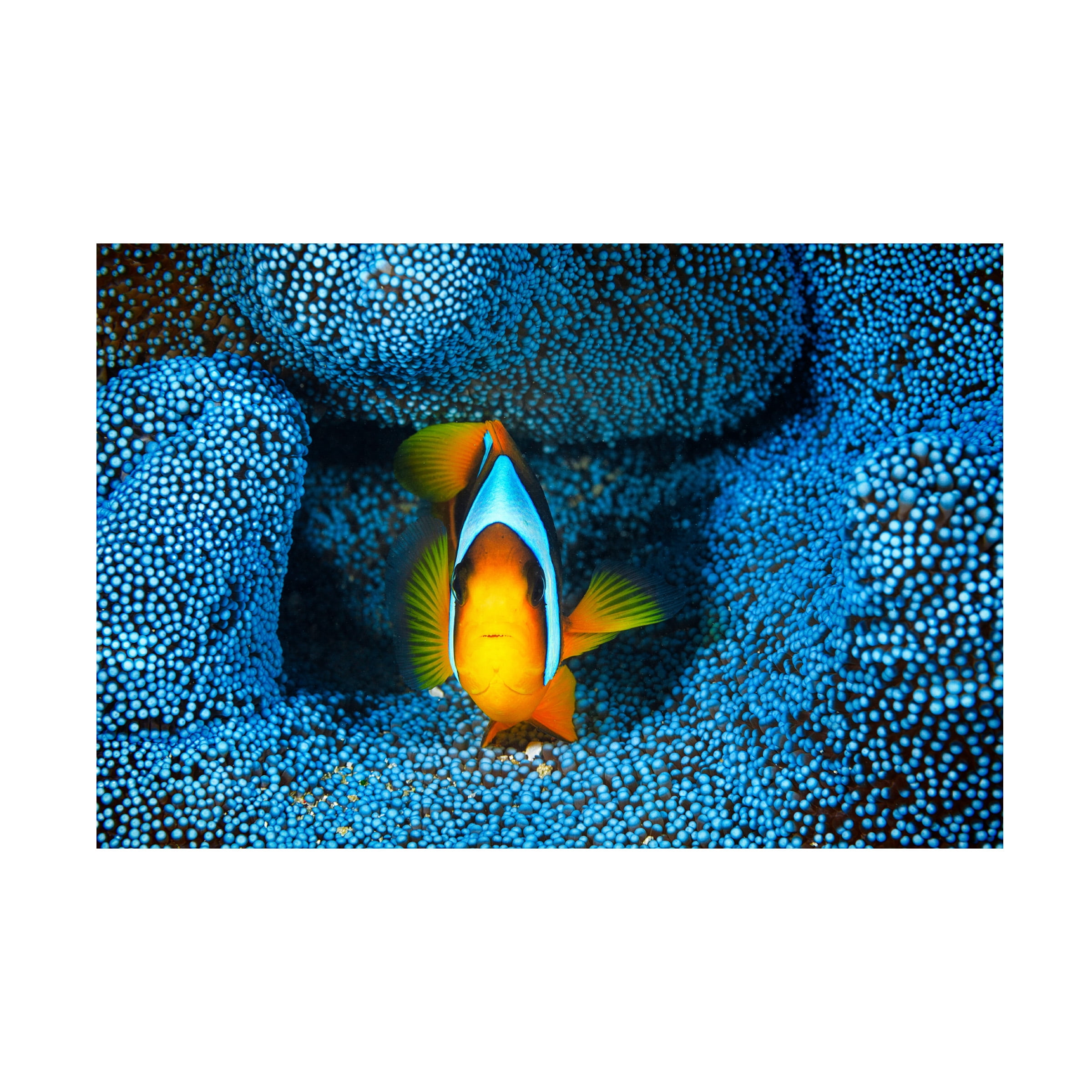 Barathieu Gabriel 'Clownfish In Blue' Canvas Art