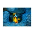 thumbnail image 1 of Barathieu Gabriel 'Clownfish In Blue' Canvas Art, 1 of 3