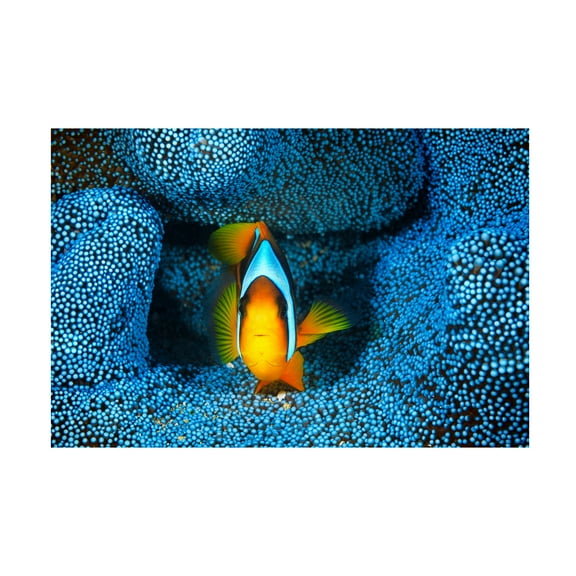 Barathieu Gabriel 'Clownfish In Blue' Canvas Art