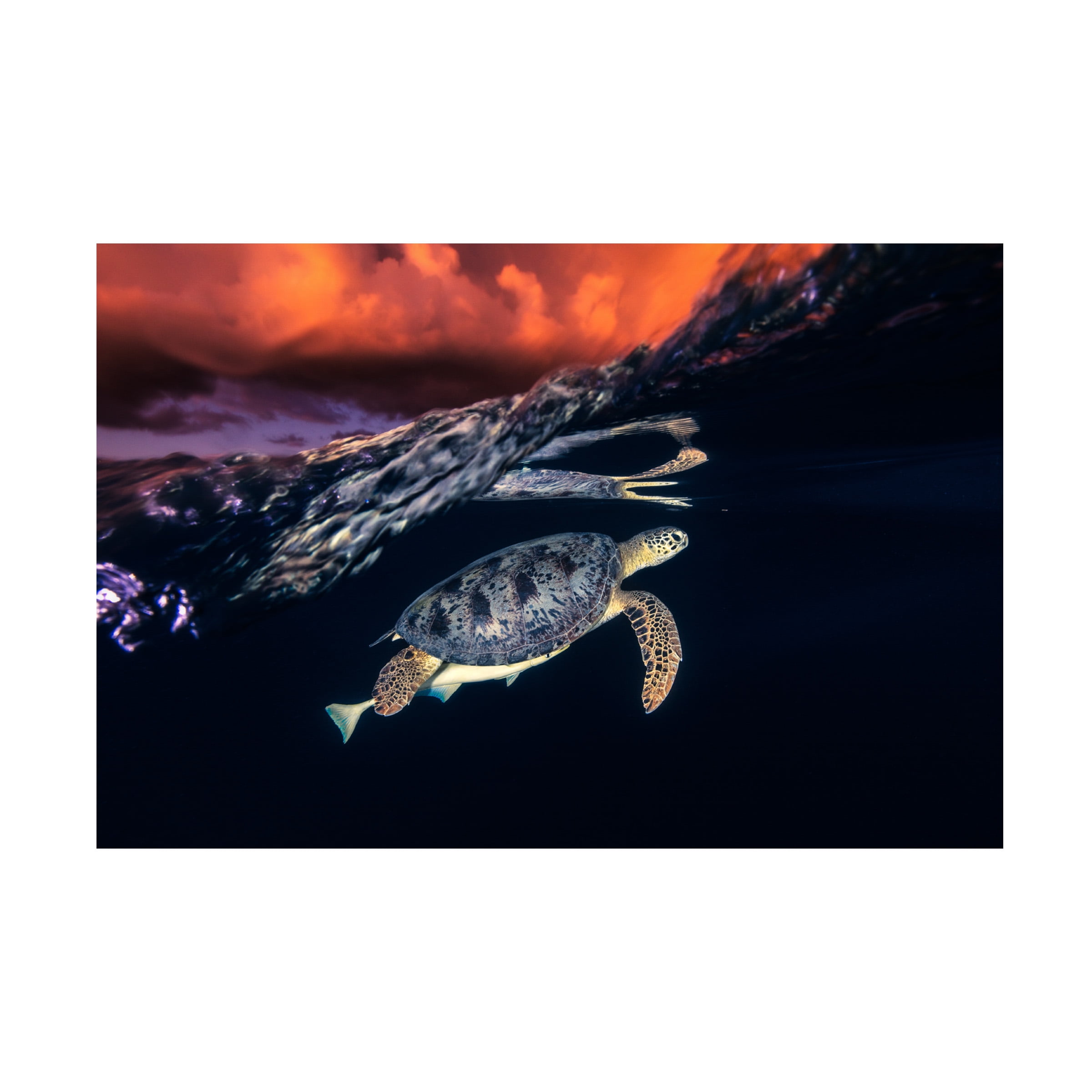 Barathieu Gabriel Green Turtle and Sunset Canvas Art Print