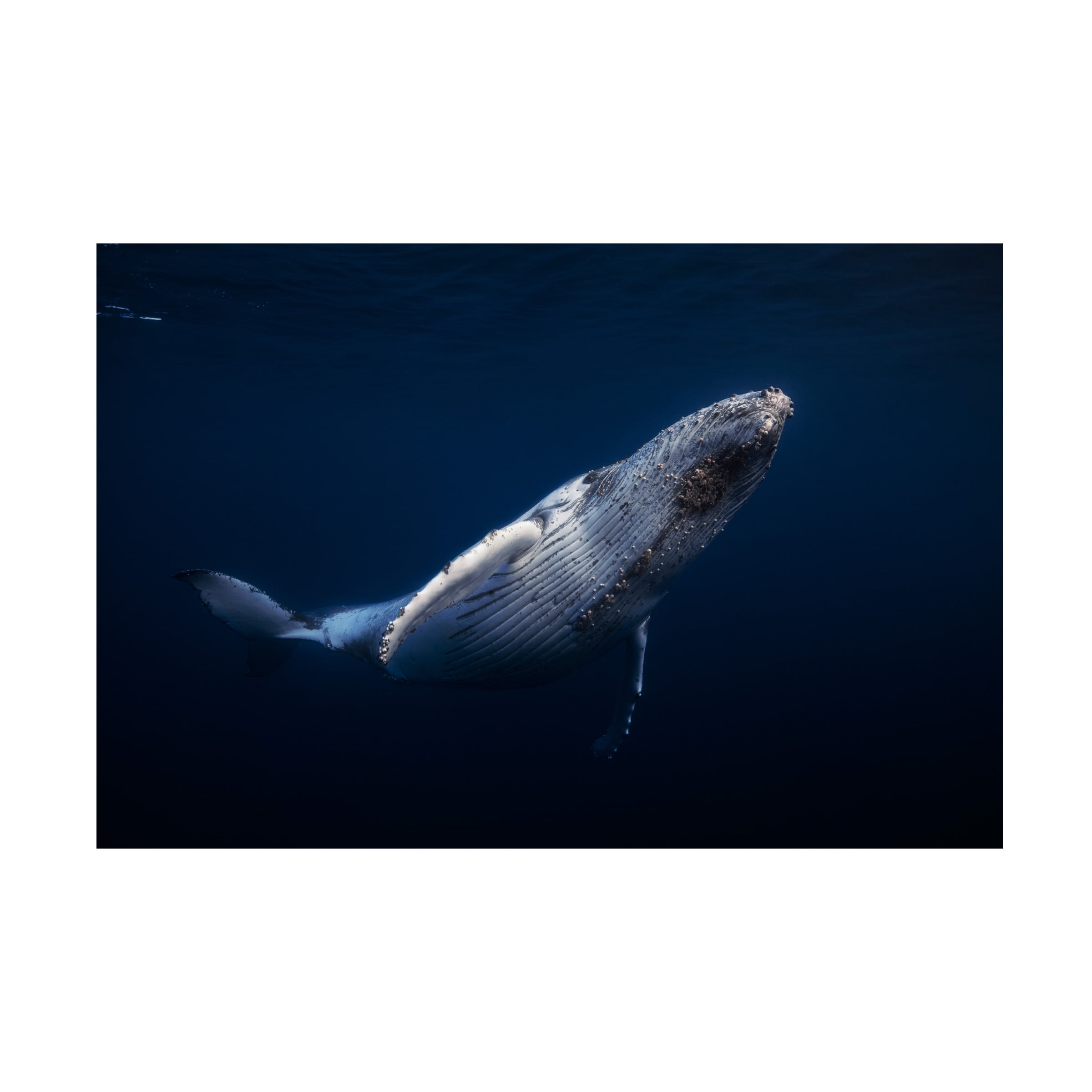 Barathieu Gabriel 'Humpback Whale' Canvas Art
