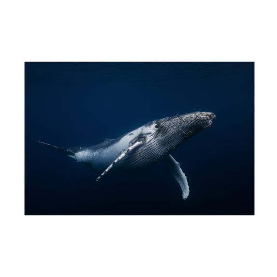 Barathieu Gabriel 'Humpback Whale In Blue' Canvas Art