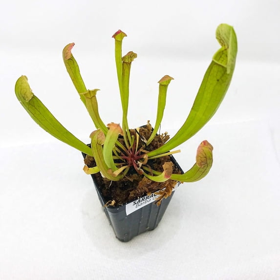 Barba Green Trumpet Pitcher Plant - 1 Live Starter Plant - Sarracenia - Beautiful Colorful Easy Care