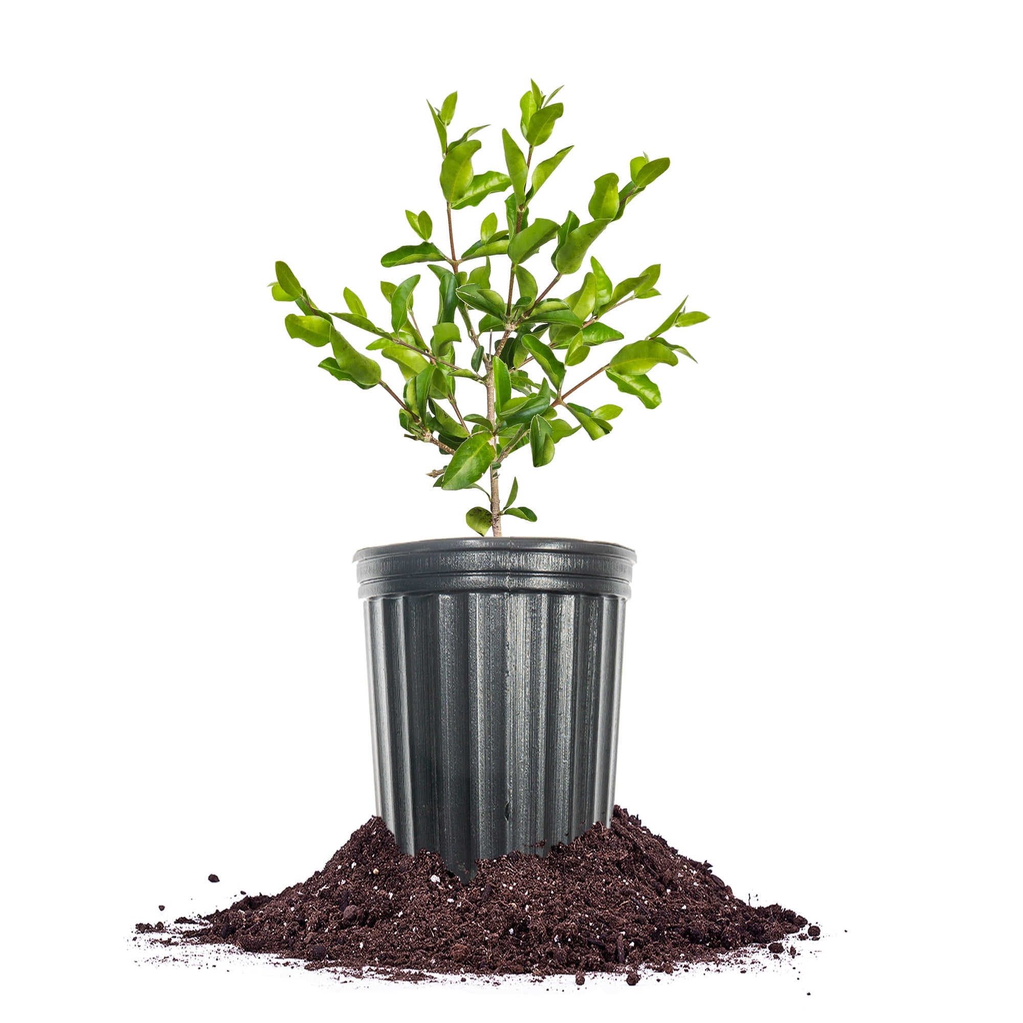 Barbados Cherry - American Native Acerola Cherry - Fruit Packed with Vitamin C