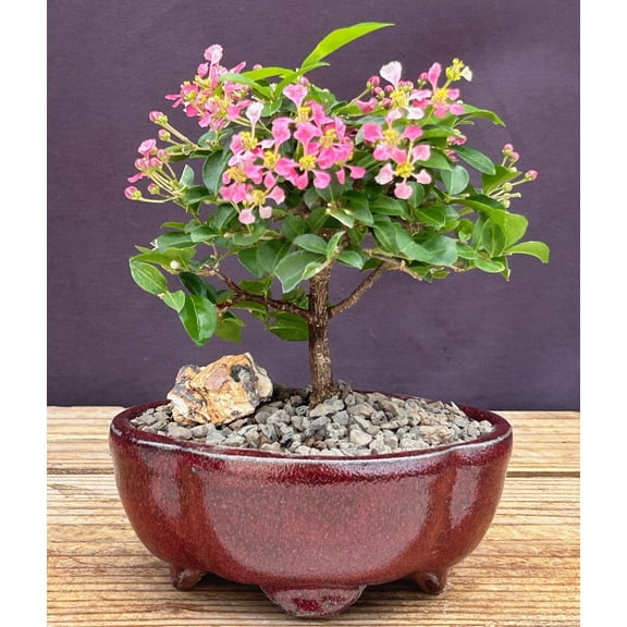 Barbados Cherry Bonsai Tree,  with Rose-Pink Flowers and  Humidity Tray