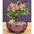 thumbnail image 1 of Barbados Cherry Bonsai Tree with Rose-Pink Flowers No Humidity Tray, 1 of 2