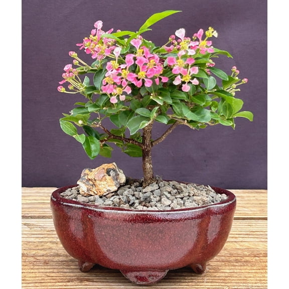 Barbados Cherry Bonsai Tree with Rose-Pink Flowers No Humidity Tray