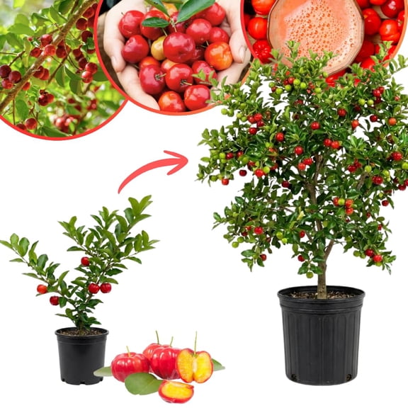 Barbados Cherry Live Plant, Backyard Orchard Tree, 4-8 Inch Tall