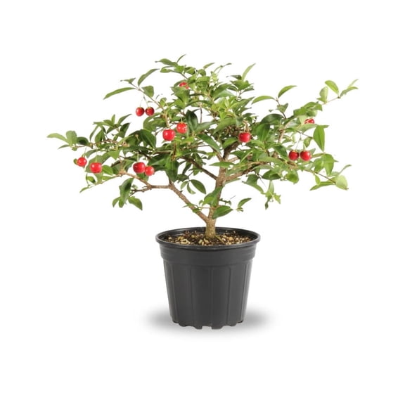 Barbados Cherry Live Tree, Young Fruit Plant, Edible Cherry Tree for Outdoor Planting