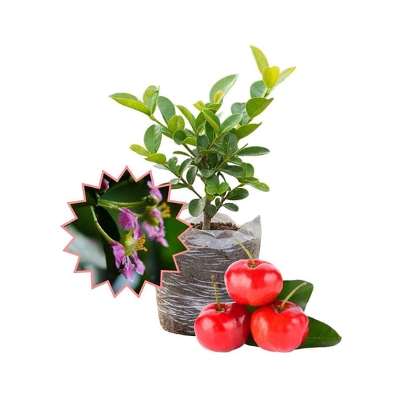 Barbados Cherry Plant Live, Sweet Fruit Tree For Home Patio, 4-6 Inch