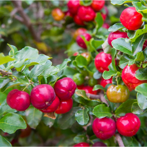 Barbados Cherry Plant Live for Planting, Malpighia Glabra Plant for Garden 4 to 6 Inch Tall - Dormant in Winter