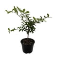 thumbnail image 1 of Barbados Cherry Plant - Malpighia emarginata - Indoors/Out - 4" pot, 1 of 3
