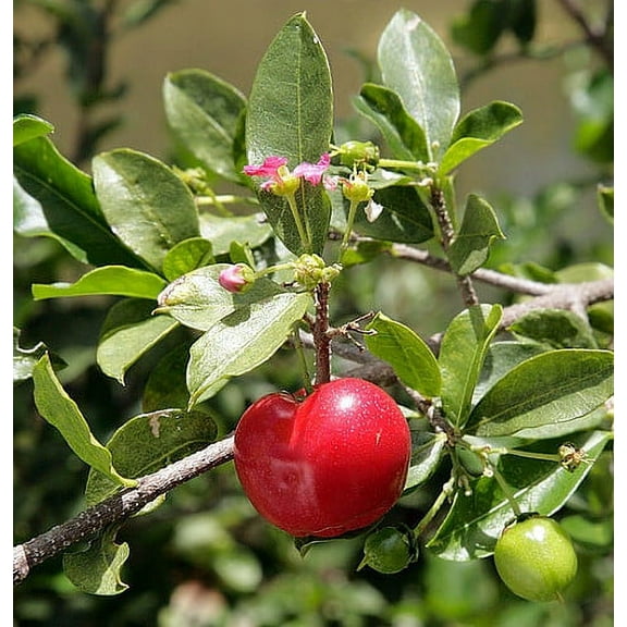 Barbados Cherry Plant - Malpighia punicfolia - Acerola - Indoors/Out - 6" pot