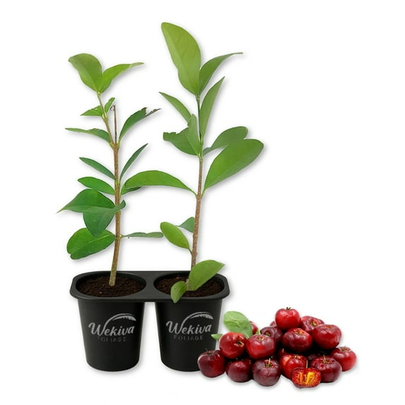 Barbados Cherry Tree - 2 Live Starter Plants - Malpighia Emarginata - Edible Fruit Bearing Tree for The Patio and Garden
