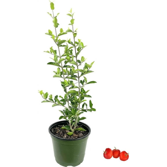 Barbados Cherry Tree - 3 Live Plants in 6 Inch Grower's Pots - Malpighia Emarginata - Edible Fruit Bearing Tree for The Patio and Garden