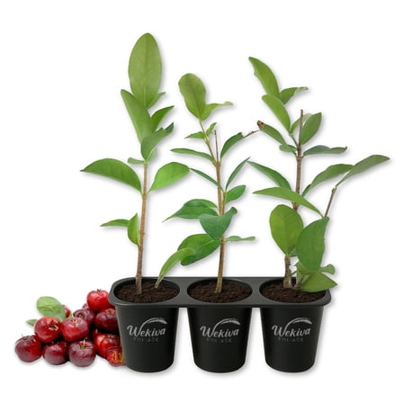 Barbados Cherry Tree - 3 Live Starter Plants - Malpighia Emarginata - Edible Fruit Bearing Tree for The Patio and Garden