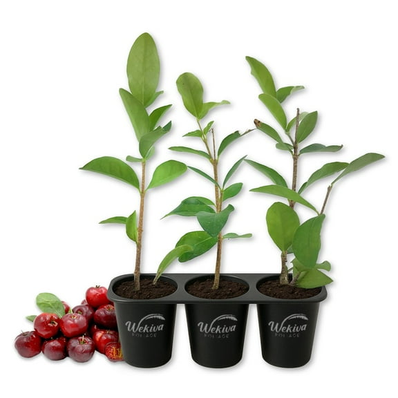 Barbados Cherry Tree - 3 Live Starter Plants - Malpighia Emarginata - Edible Fruit Bearing Tree for The Patio and Garden