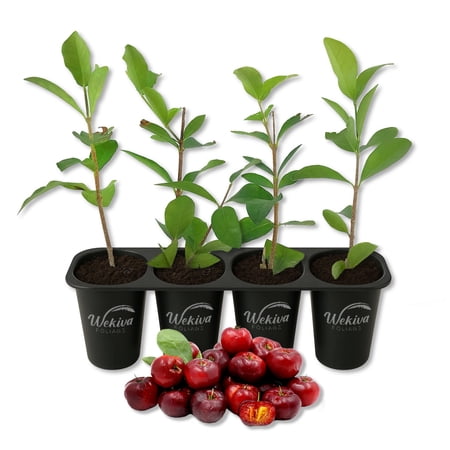 Barbados Cherry Tree - 4 Live Starter Plants - Malpighia Emarginata - Edible Fruit Bearing Tree for The Patio and Garden