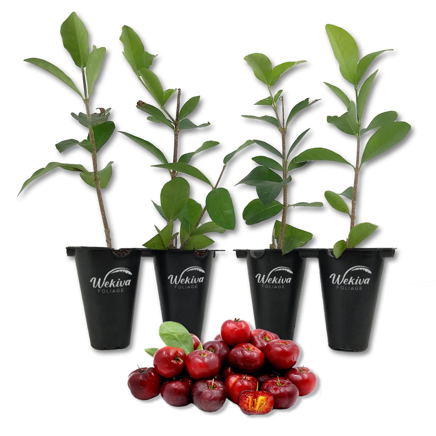 Barbados Cherry Tree - 4 Live Starter Plants in 2 Inch Pots - Malpighia ...