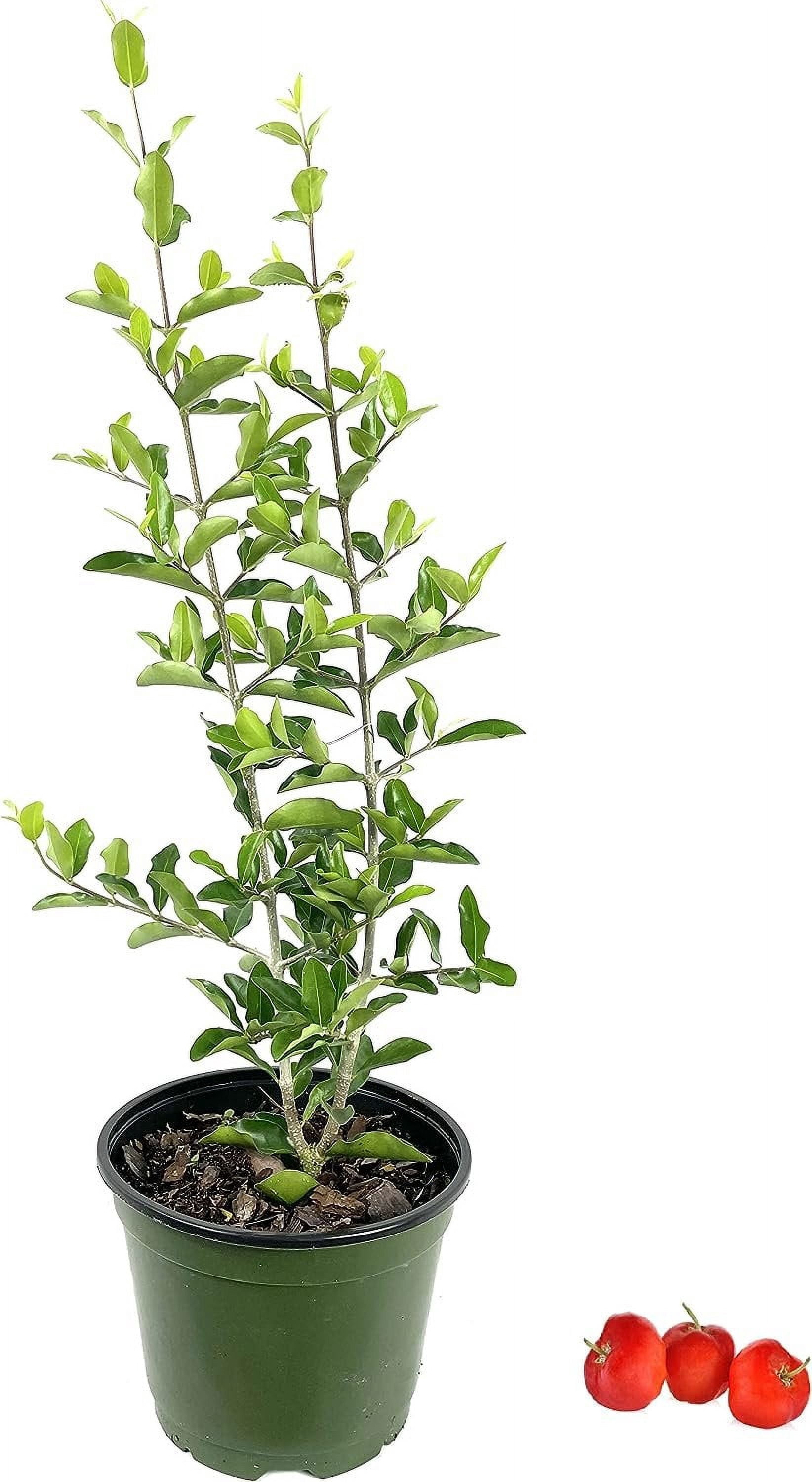Barbados Cherry Tree - Live Plant in a 6 Inch Grower's Pot - Malpighia Emarginata - Edible Fruit Bearing Tree for The Patio and Garden