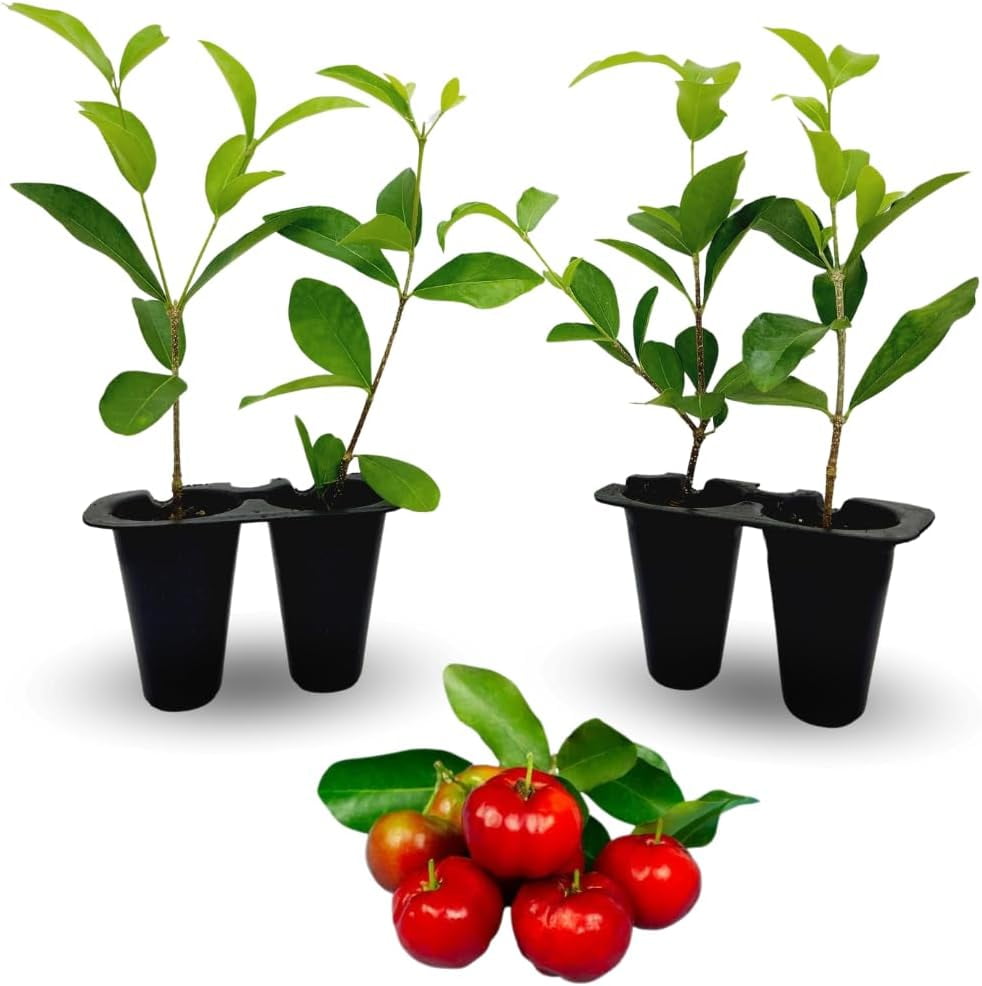 Barbados Cherry Tree Live for Sale (4 Pack) Easy to Grow Plants
