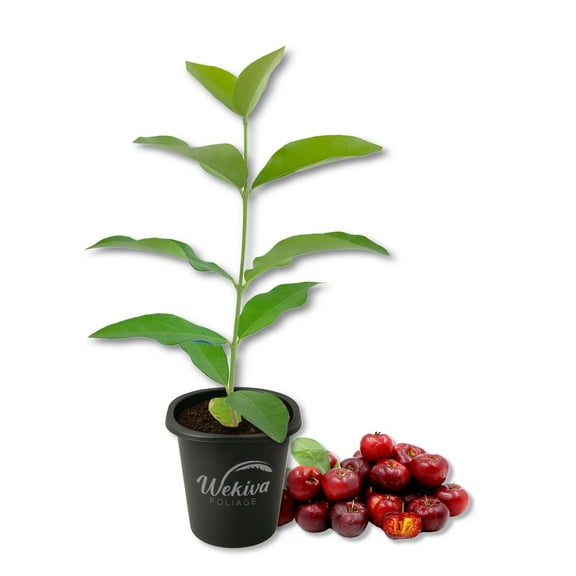 Barbados Cherry Tree - 1 Live Starter Plant - Malpighia Emarginata - Edible Fruit Bearing Tree for The Patio and Garden