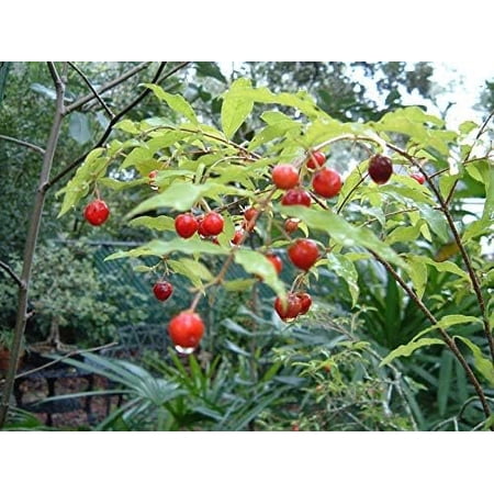 Barbados Cherry Tree - Live Tree in a 3 Gallon Pot - Edible Fruit Bearing Tree for The Patio and Garden