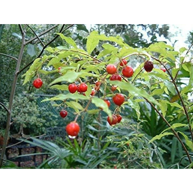 Barbados Cherry Tree Live Tree in a 3 Gallon Pot Edible Fruit