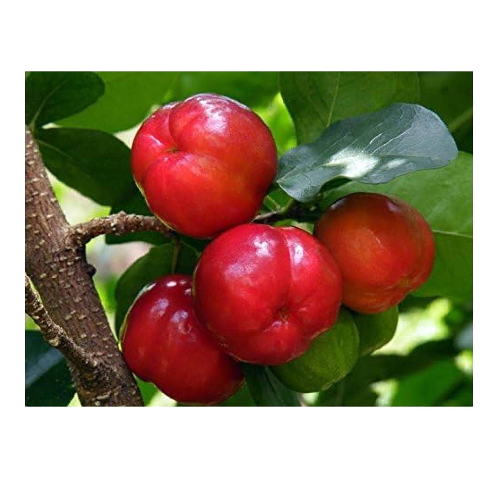 Barbados Cherry Trees Includes (4) Four Plants