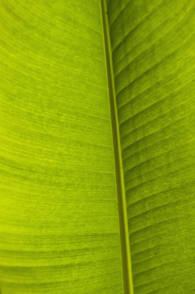 Barbados Detail of Banana leaf Andromeda Gardens Canvas Art - Ian Cumming Design Pics (24 x 38)
