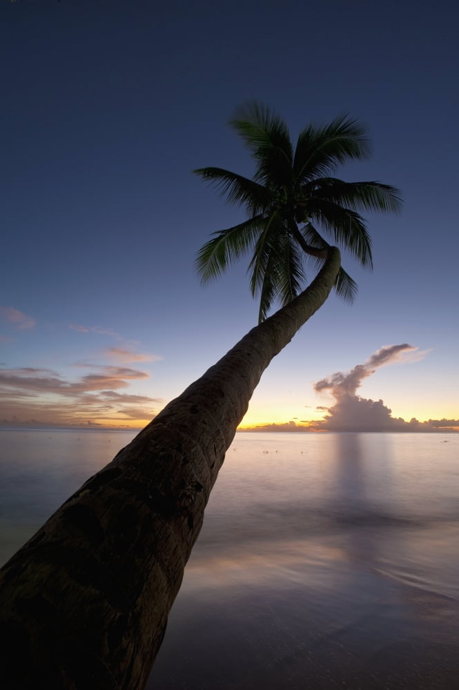 Barbados Palm tree leaning over beach at dusk near Holetown Canvas Art - Ian Cumming Design Pics (12 x 19)
