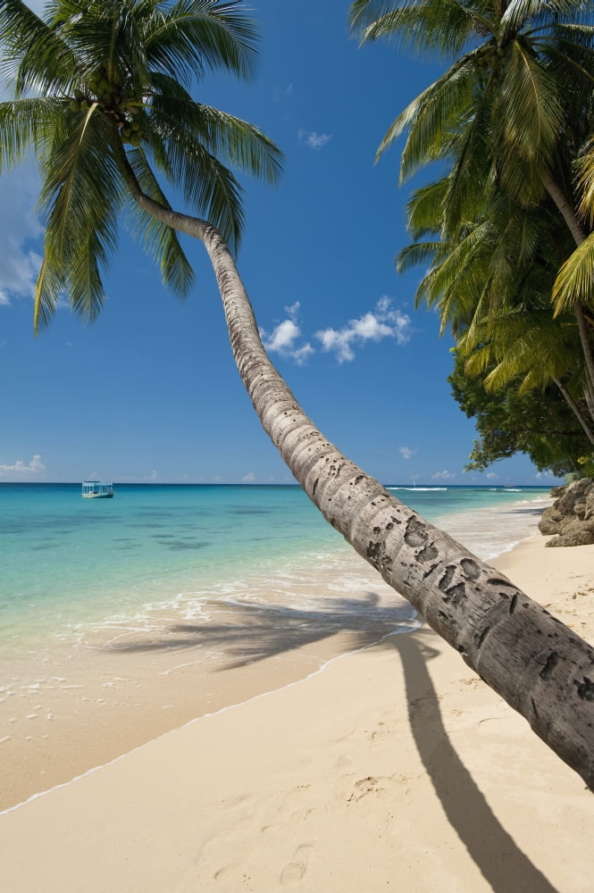 Barbados Palm tree leaning over beach near Holetown Canvas Art - Ian Cumming Design Pics (12 x 19)