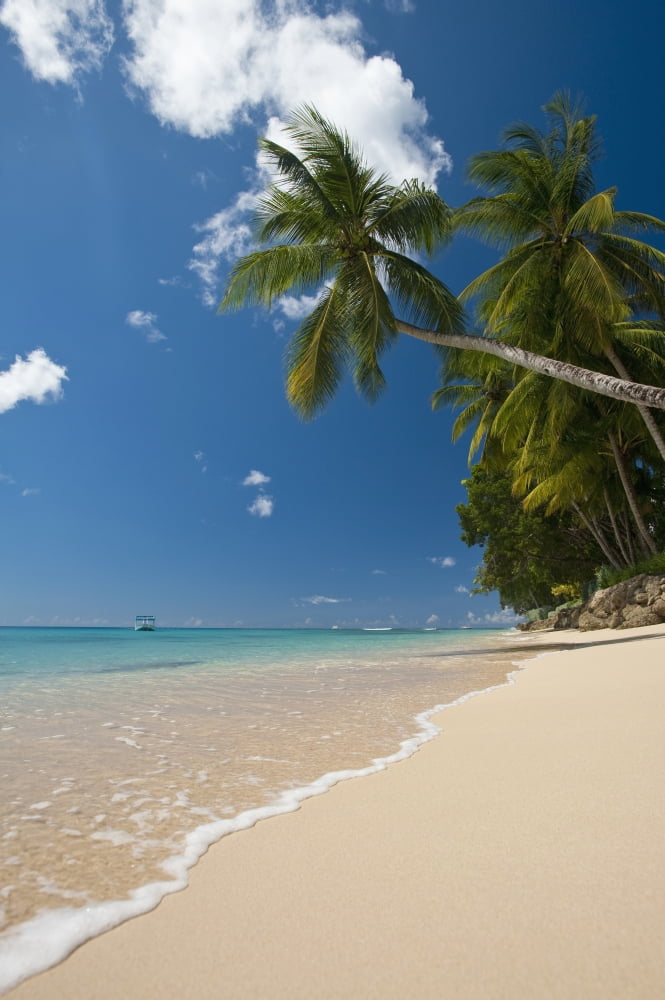 Barbados Palm tree leaning over beach near Holetown Canvas Art - Ian Cumming Design Pics (12 x 19)