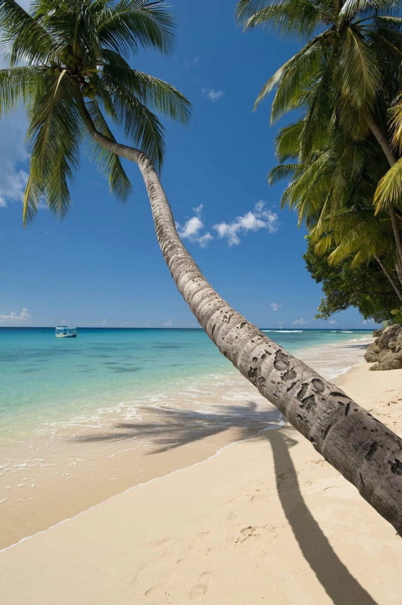 Barbados Palm tree leaning over beach near Holetown Canvas Art - Ian Cumming Design Pics (24 x 38)