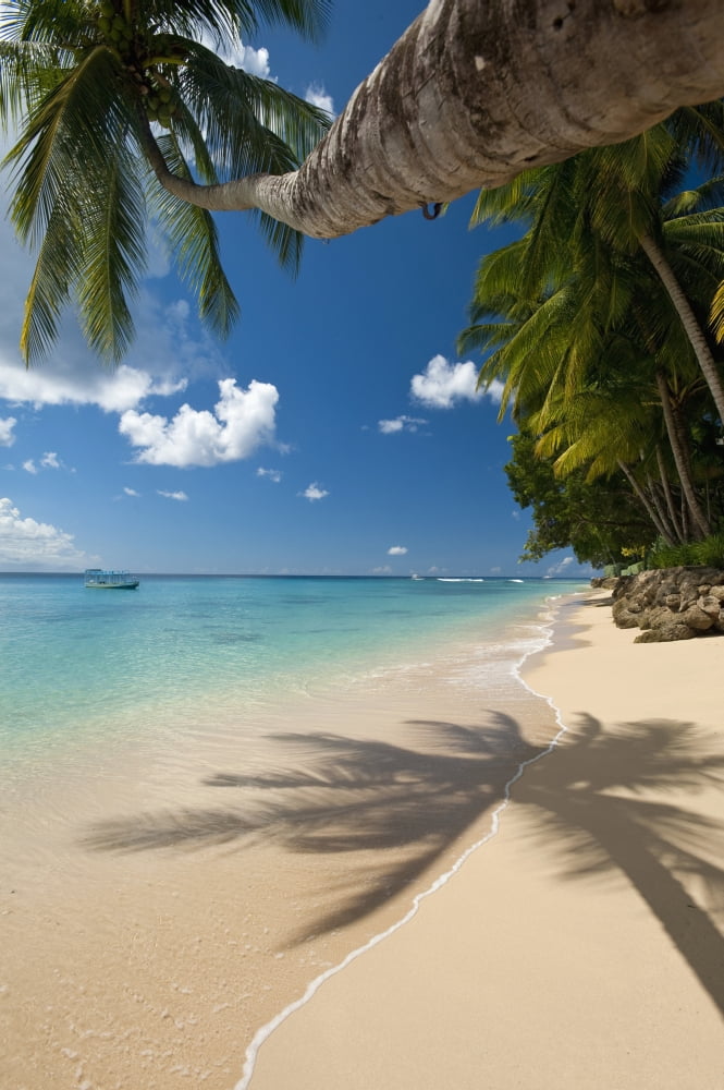 Barbados Palm tree leaning over beach near Holetown Canvas Art - Ian Cumming Design Pics (24 x 38)