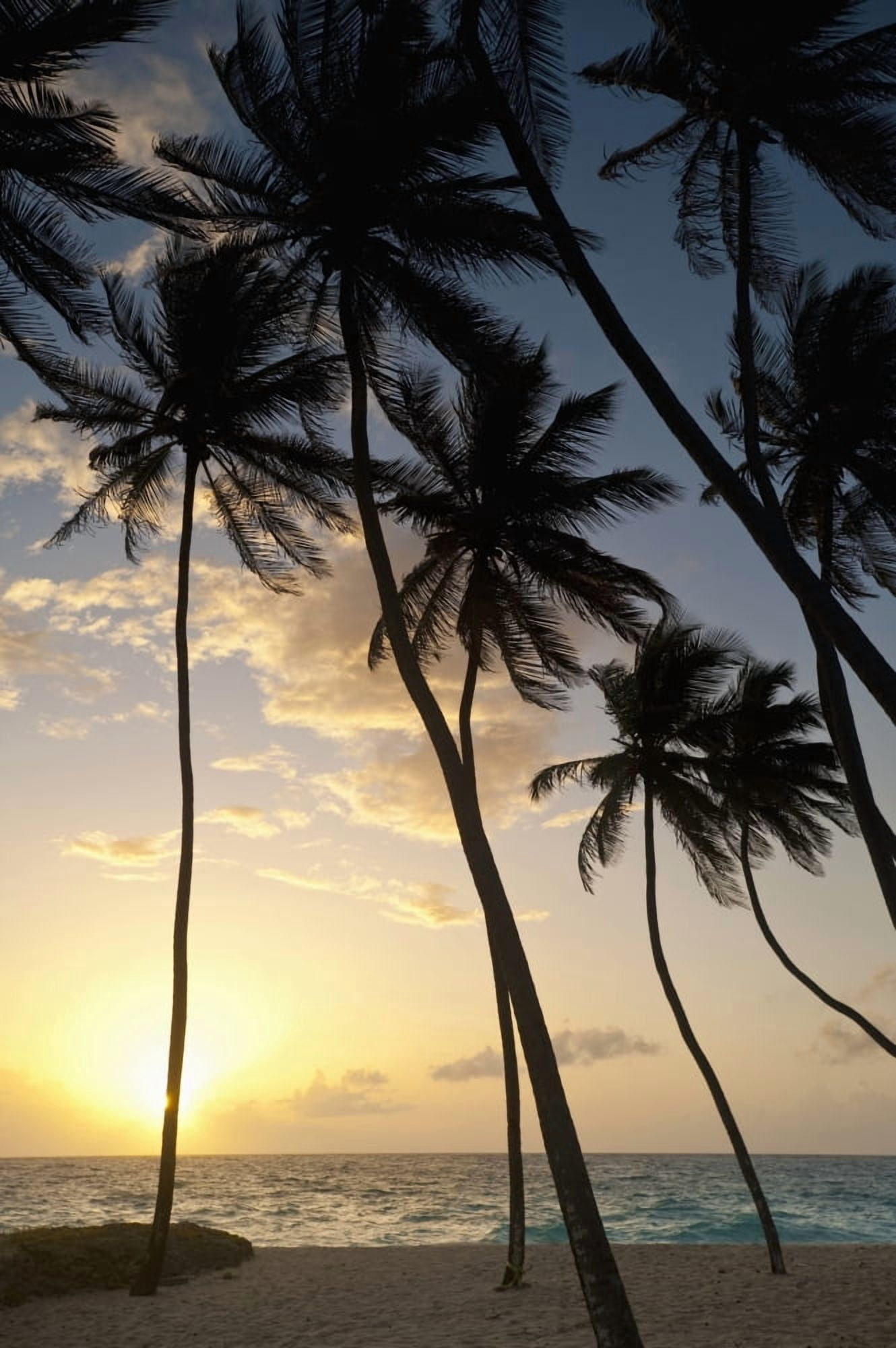 Barbados Silhouette of palm trees at dawn Bottom Bay Canvas Art - Ian Cumming Design Pics (24 x 38)