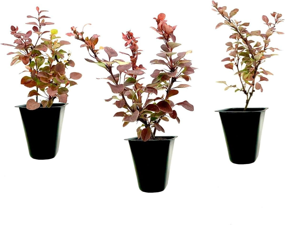 Barberry Rosy Glow Shrub - 3 Live Plants With Stunning Dual-Toned Foliage