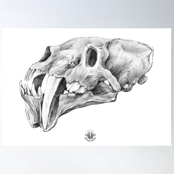 Barbourofelis Sabertooth Skull Drawing | Graphite Pencil Art Poster Wall Art, Modern Wall Decor For Living Room Bedroom, 16x24 UNFRAMED
