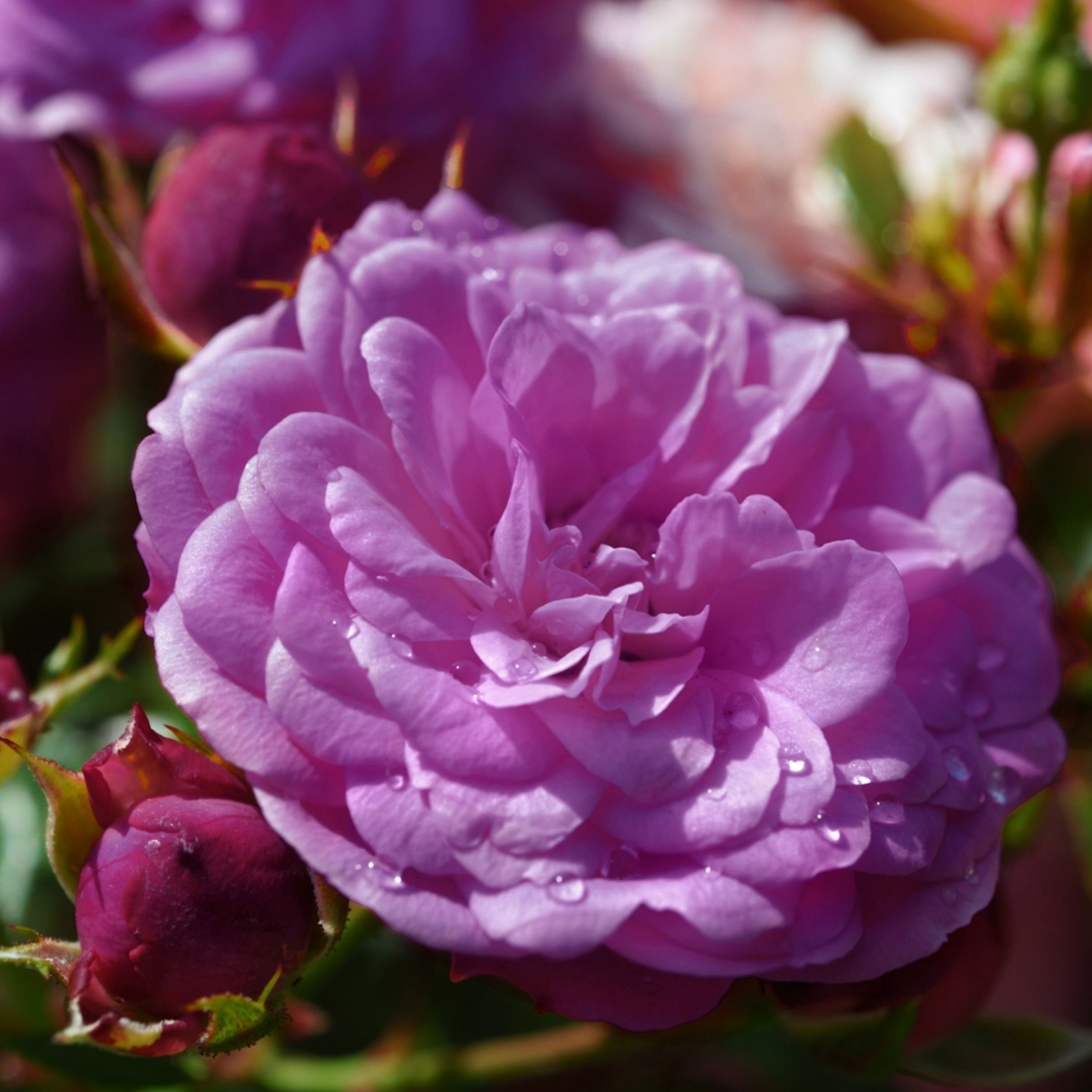 Bare Root Angel Face Rose with Purple Flowers (2-Pack)