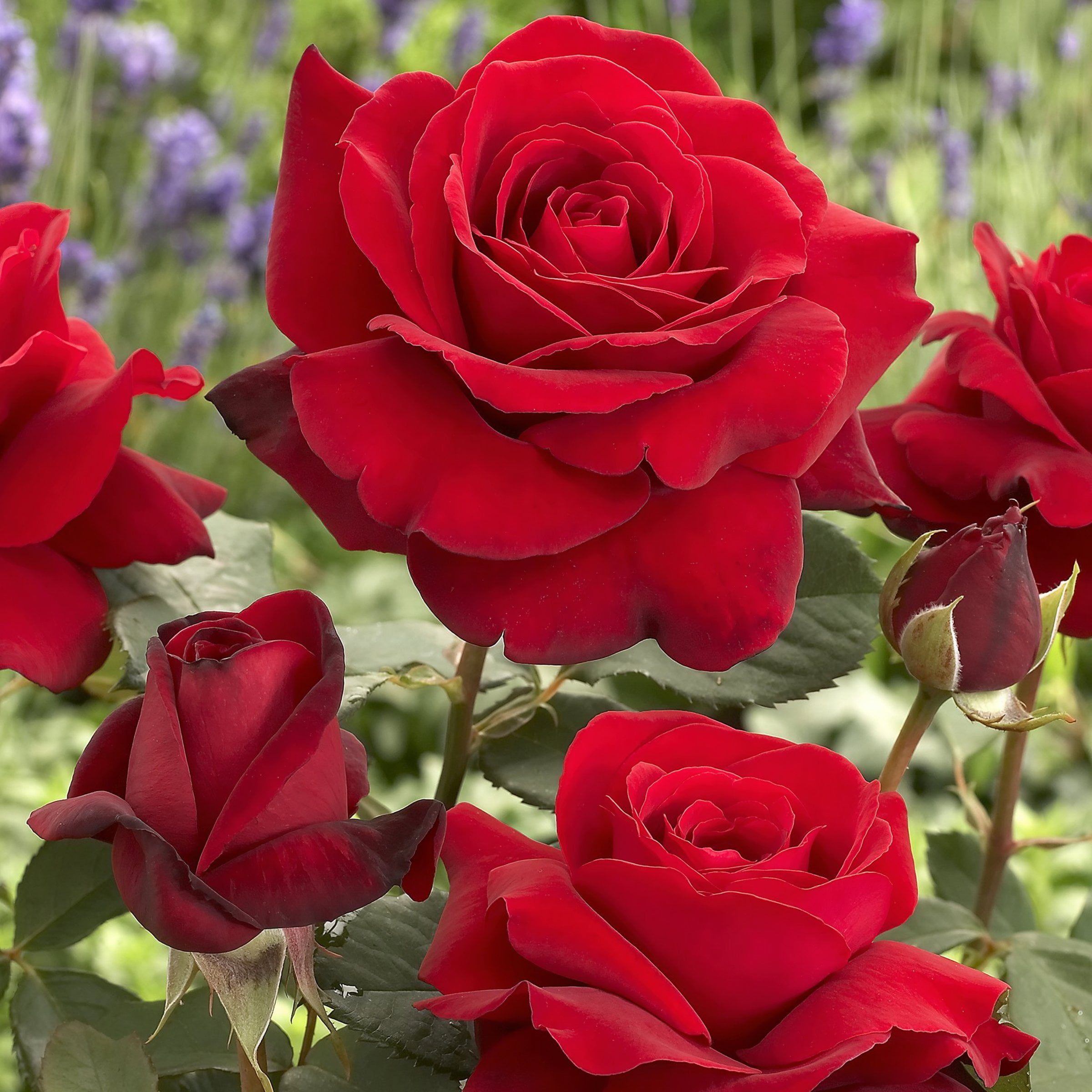 Bare Root Arctic Flame Rose with Red Flowers (2-Pack) - Walmart.com