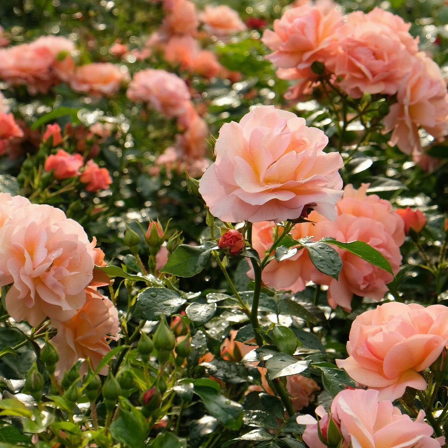 Bare Root Cherish Rose (2-Pack)