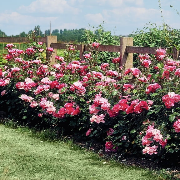 Bare Root Cherry Parfait Rose with Multicolor Flowers (2-Pack)