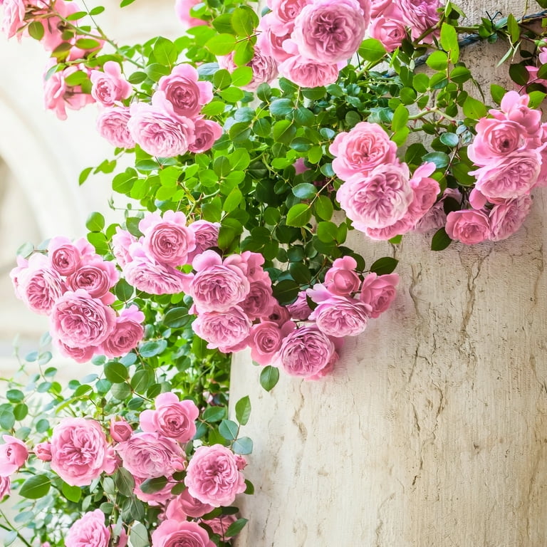 Live Bare Root Climbing Eden Rose Pretty in Pink with Full Live Bare Root Climbing Eden Rose Pretty in Pink with Full