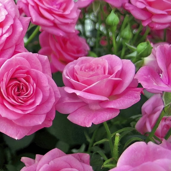 Bare Root Curly Pink Rose with Pink Flowers (2-Pack)