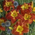 thumbnail image 1 of Bare Root Daylily Passion for Red (3-Pack), 1 of 10