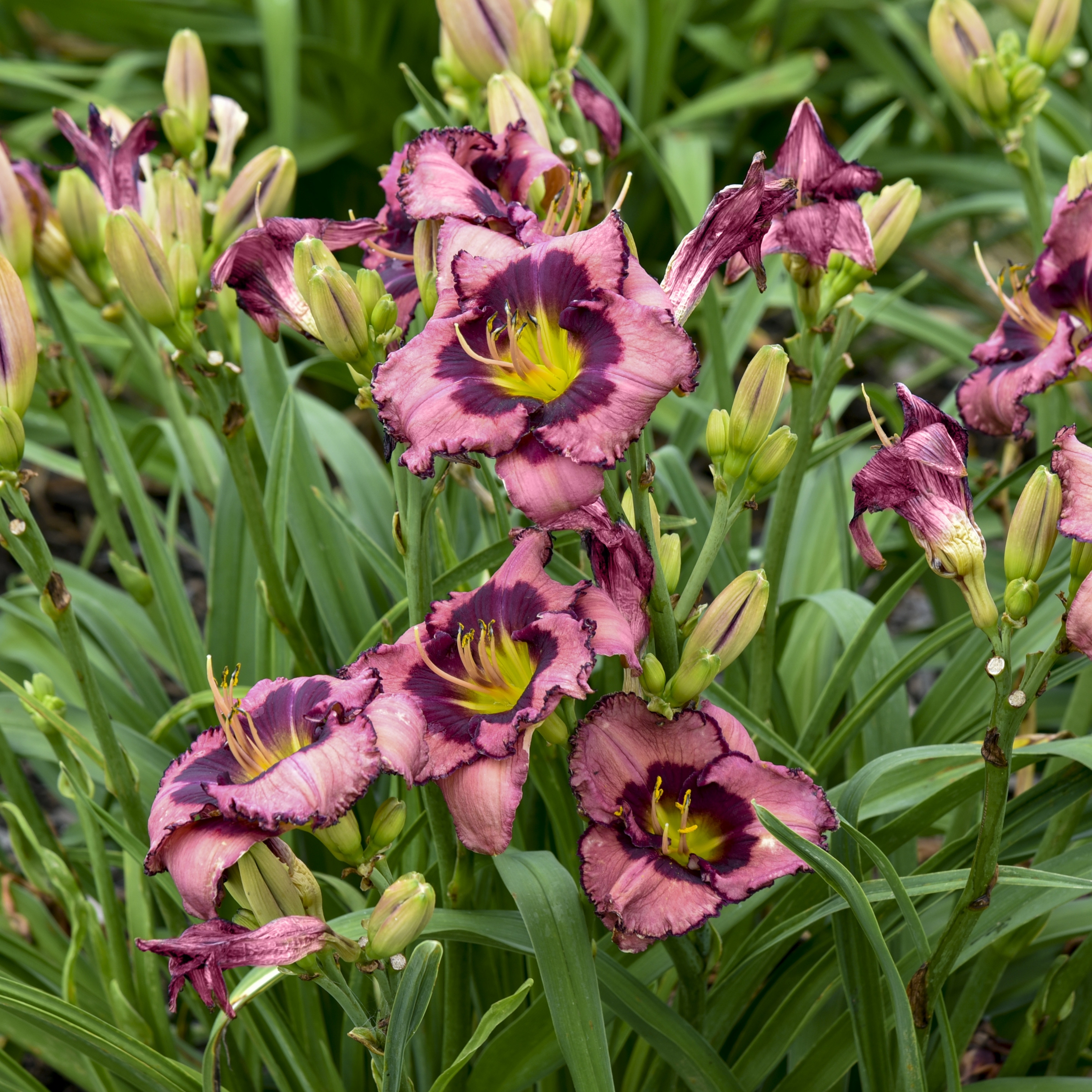 Bare Root Hemerocallis Be Fruitful and Multiply Perennial Plant with Maroon Flowers (2-Pack)