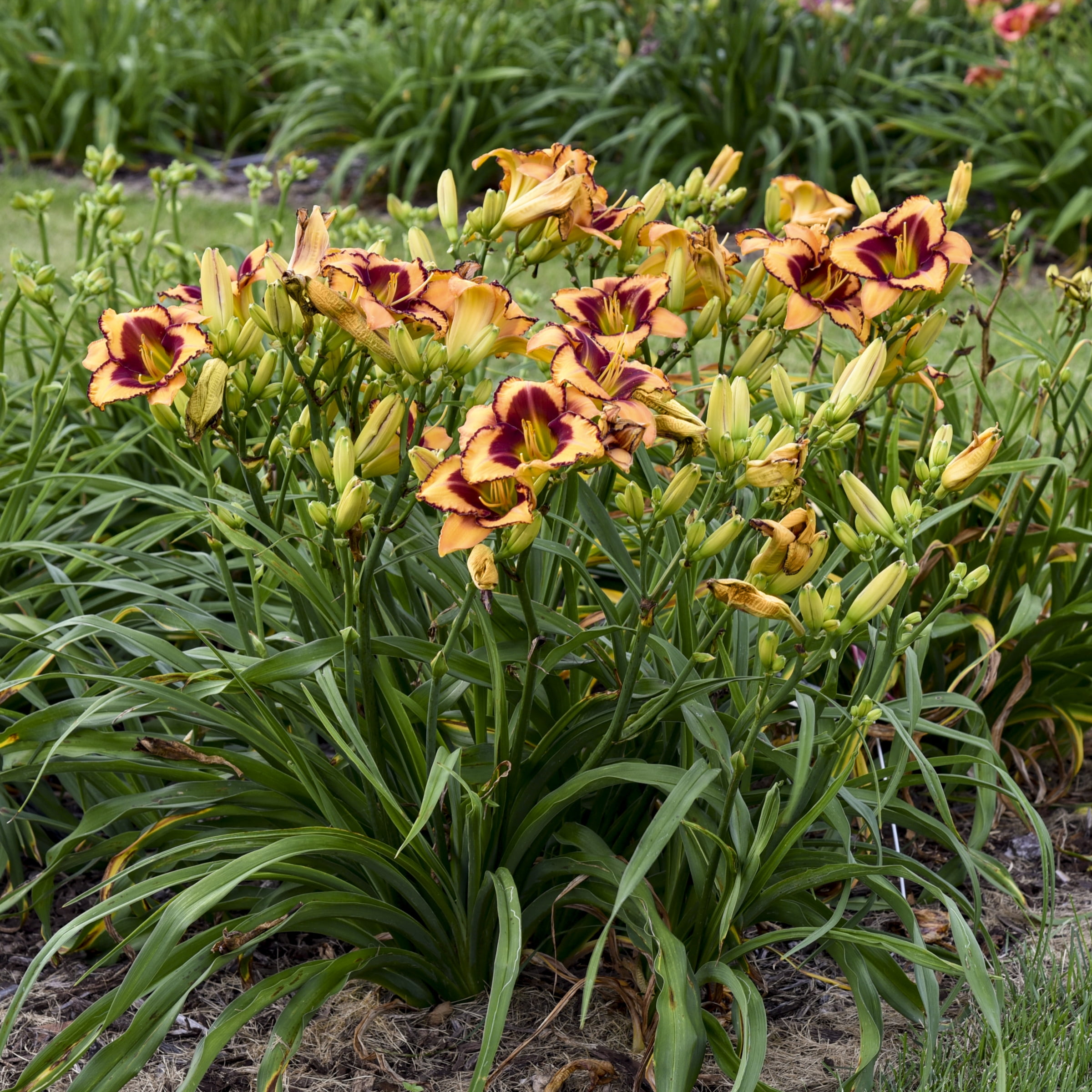 Bare Root Hemerocallis Blazing Glory Live Perennial Plant with Yellow and Maroon Flowers (2-Pack)