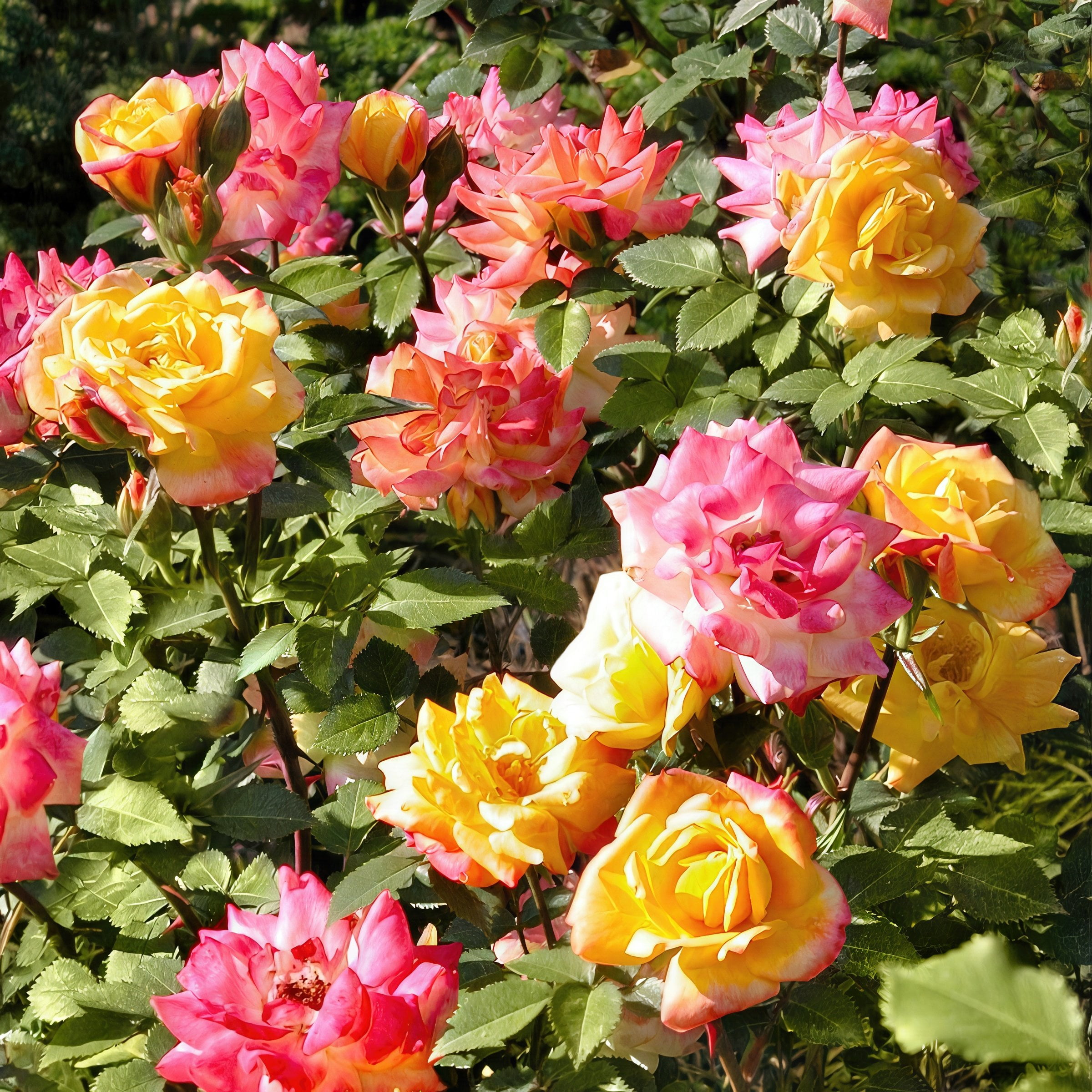 Bare Root Joseph's Coat Rose with Multicolor Flowers (2-Pack)