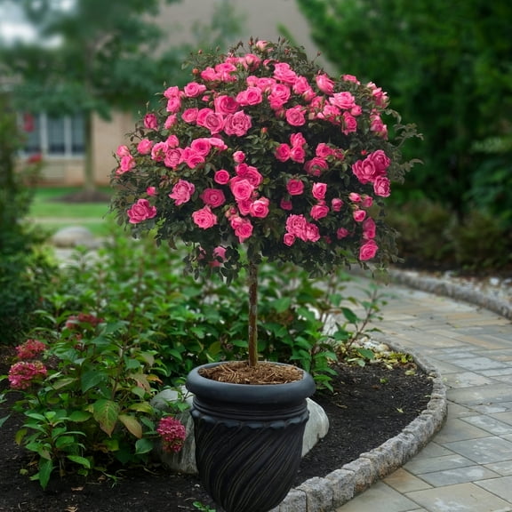 National Plant Network Bare Root Knock Out Rose Tree Double Pink