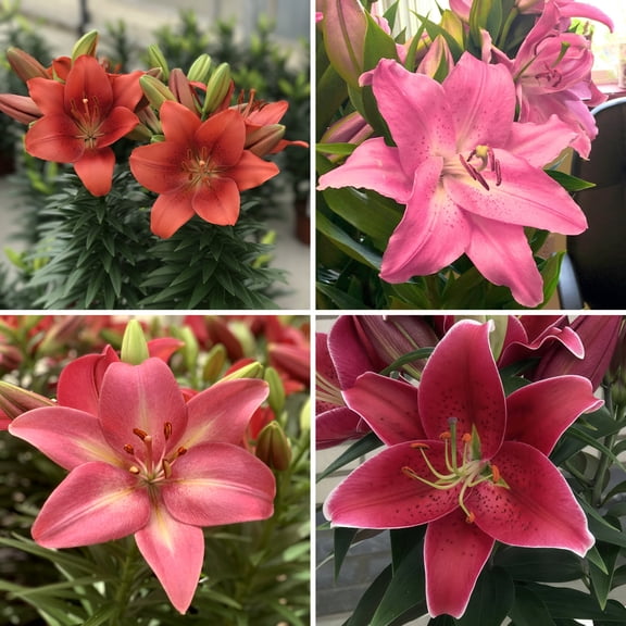 Bare Root LA Hybrid Lily Looks Collection (4-Pack)